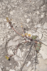 Euphorbia petrophila
