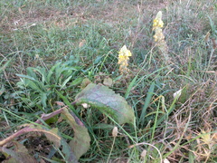 Verbascum ovalifolium
