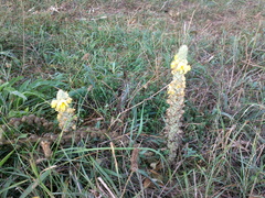 Verbascum ovalifolium
