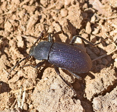 Helops caeruleus