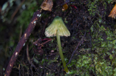 Entoloma glaucoroseum