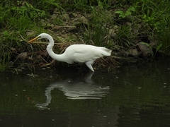 Ardea alba