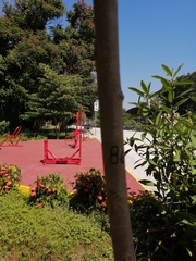 Terminalia kaernbachii