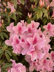 Rhododendron × pulchrum