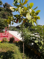 Terminalia kaernbachii