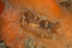 Phrikoceros