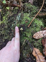 Entoloma glaucoroseum