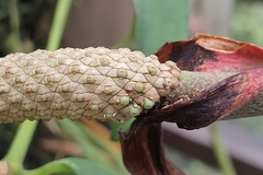 Anthurium wendlingeri