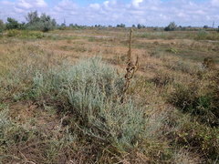 Verbascum ovalifolium