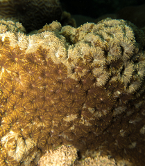 Acanthastrea