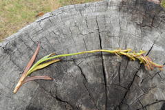 Disa reticulata