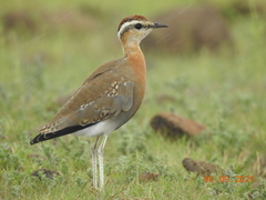 Cursorius coromandelicus