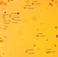 Hydropus praedecurrens