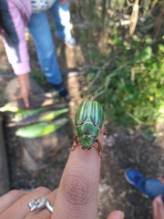 Chrysina