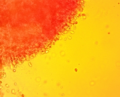 Hydropus praedecurrens