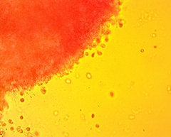 Hydropus praedecurrens