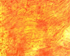 Hydropus praedecurrens