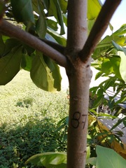 Terminalia kaernbachii