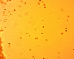 Hydropus praedecurrens