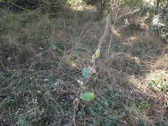 Verbascum ovalifolium