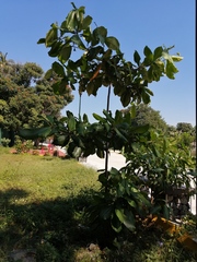 Terminalia kaernbachii