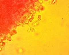 Hydropus praedecurrens