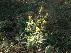 Linaria biebersteinii