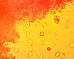 Hydropus praedecurrens