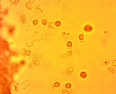 Hydropus praedecurrens