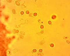 Hydropus praedecurrens