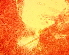 Hydropus praedecurrens