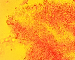 Hydropus praedecurrens