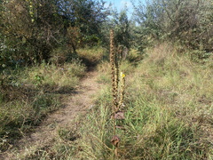 Verbascum ovalifolium