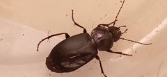 Licinus depressus