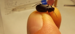 Licinus depressus