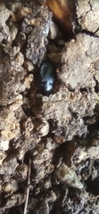 Licinus depressus