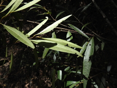 Samadera bidwillii