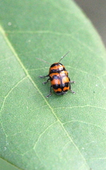 Cryptocephalus trifasciatus
