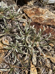 Ivesia santolinoides