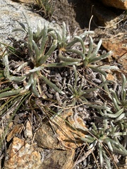 Ivesia santolinoides