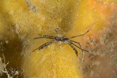 Hymenosomatoidea