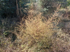 Artemisia scoparia