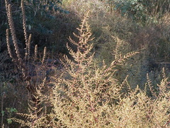 Artemisia scoparia