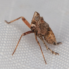 Orgerius