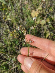 Asperula tenella