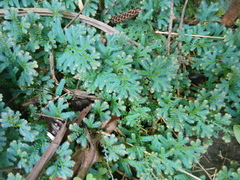 Selaginella uncinata