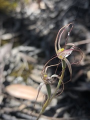 Caladenia capillata