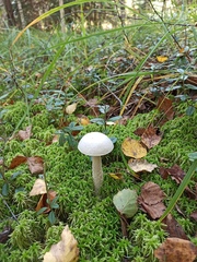 Leccinum percandidum