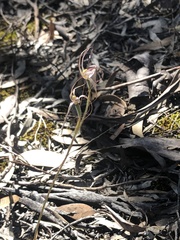 Caladenia capillata