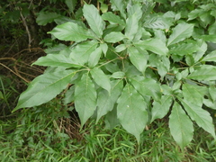 Vitex quinata
